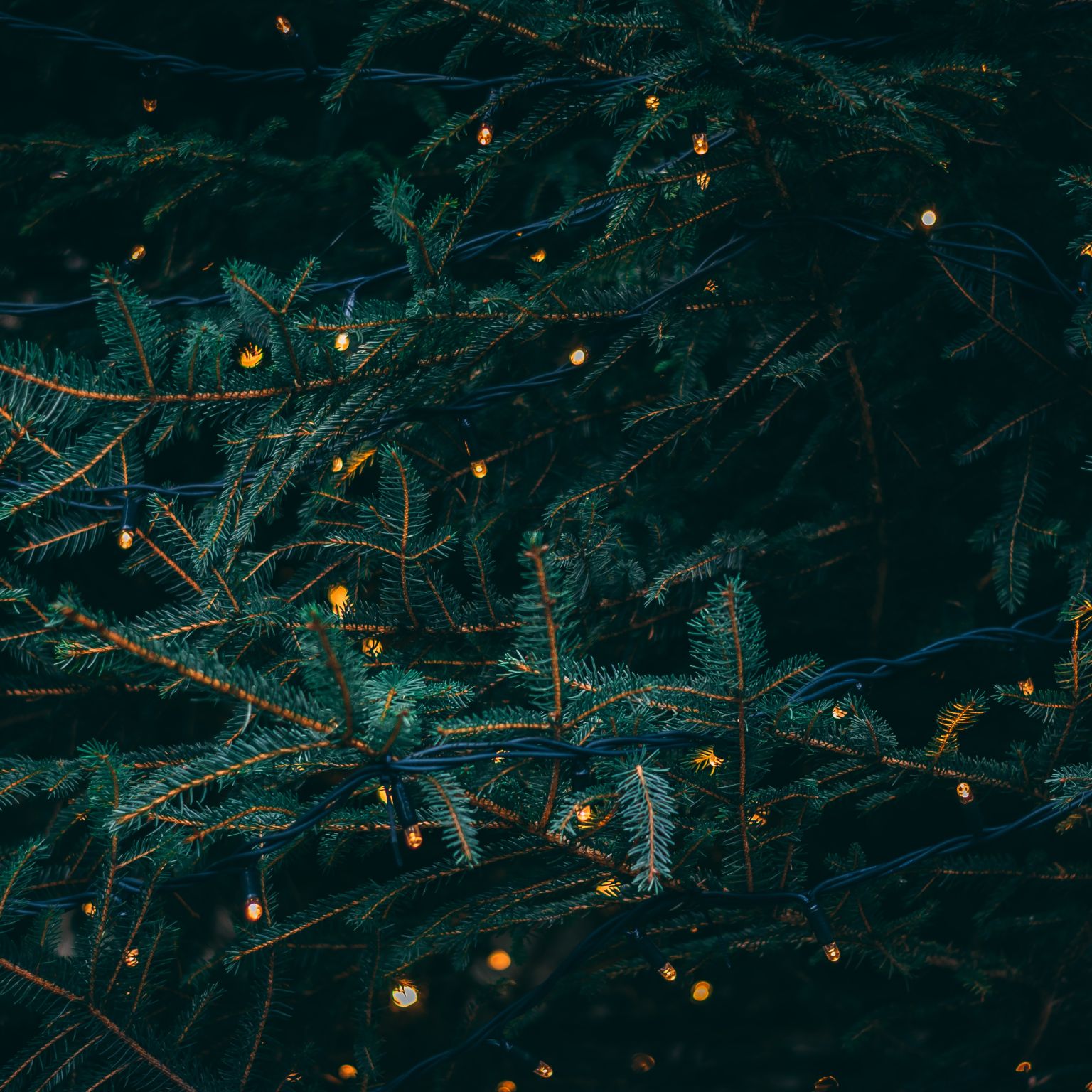 A Christmas tree shot in low light with golden lights wrapped around the branches and vignette.