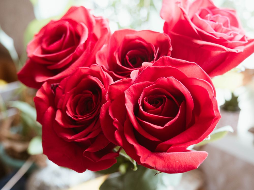 A bunch of roses taking up most of the frame with natural sunlight in the background.