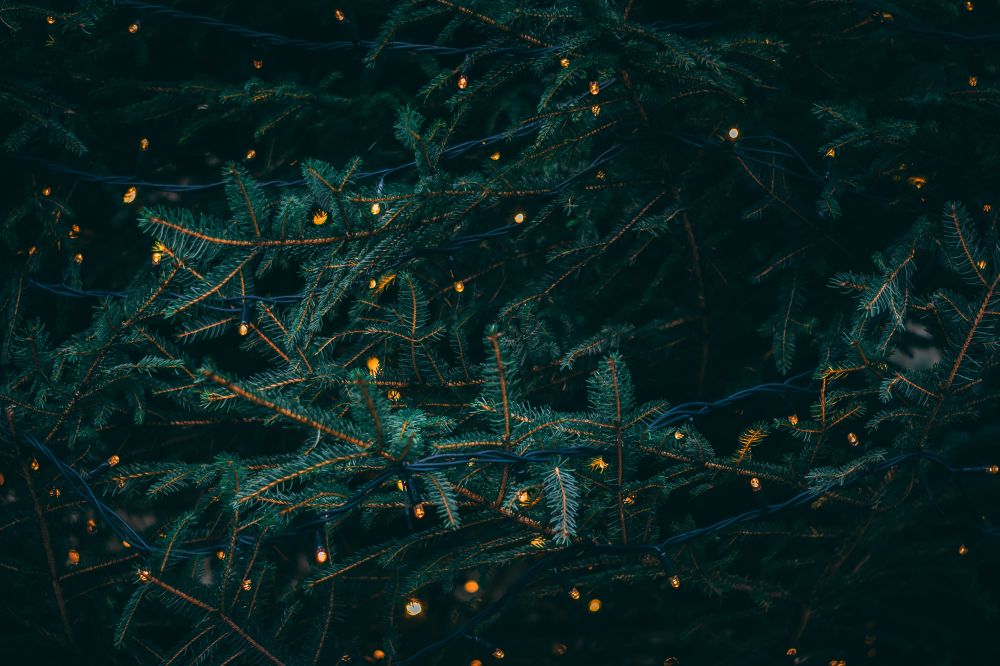 A Christmas tree shot in low light with golden lights wrapped around the branches and vignette.