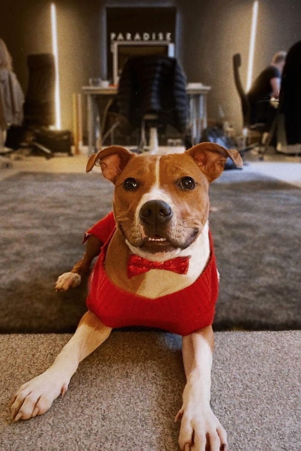 Lola the Paradise dog, a Staffy, lying on a rug.
